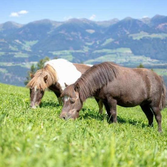 pirchnerhof-st-lorenzen-ellen-kronplatz-suedtirol (99)