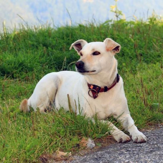 tiere-am-bauernhof (1)