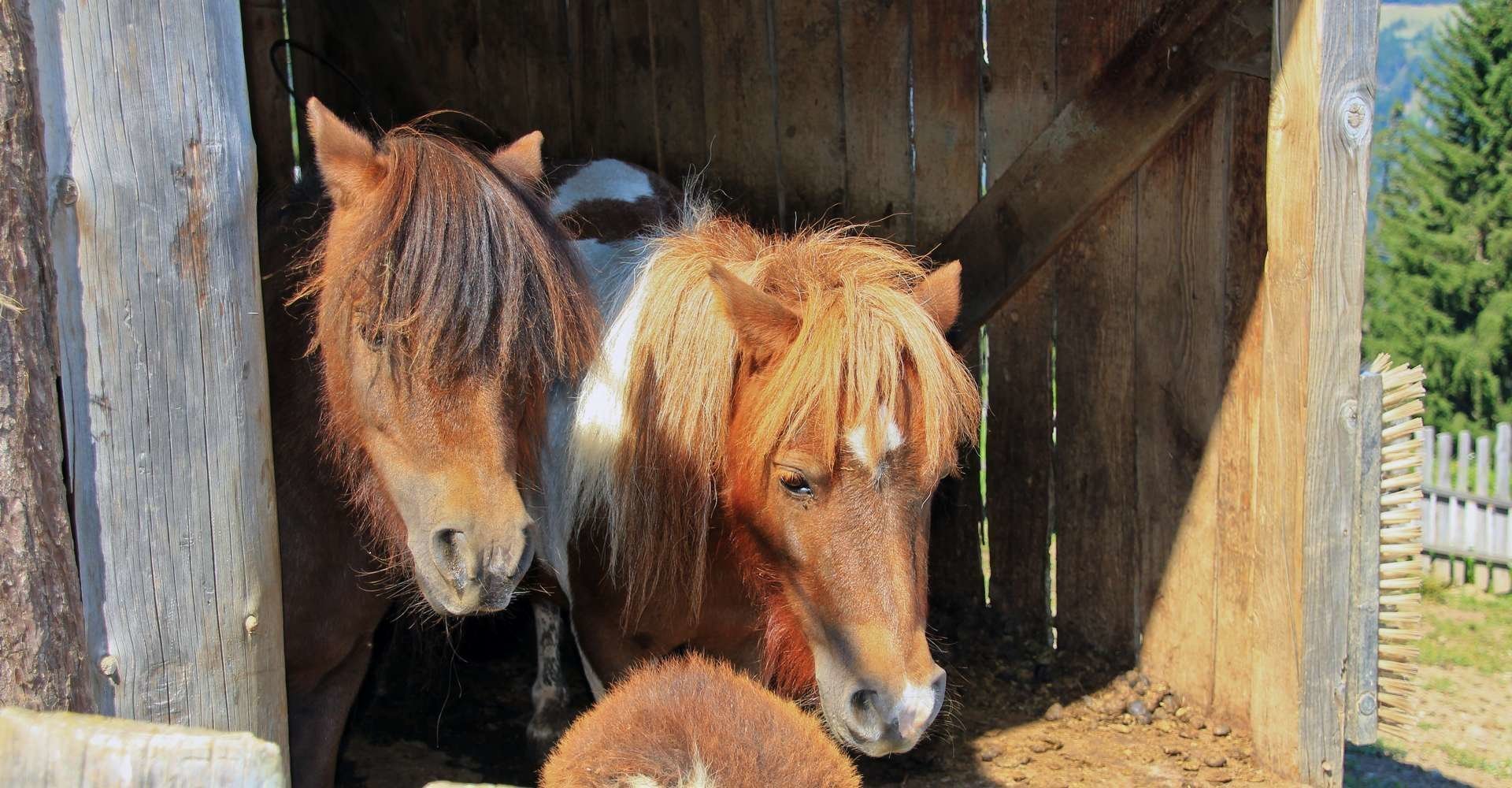 tiere-am-bauernhof 