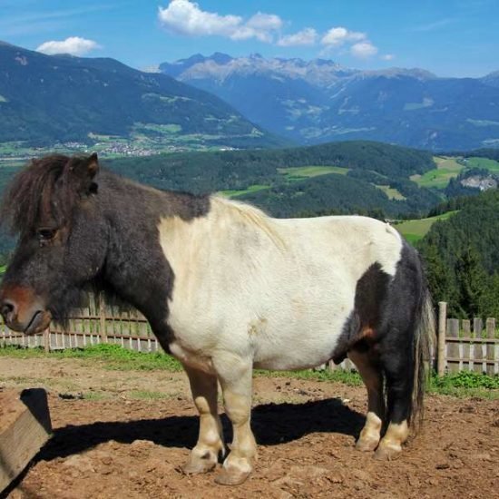 tiere-am-bauernhof (3)