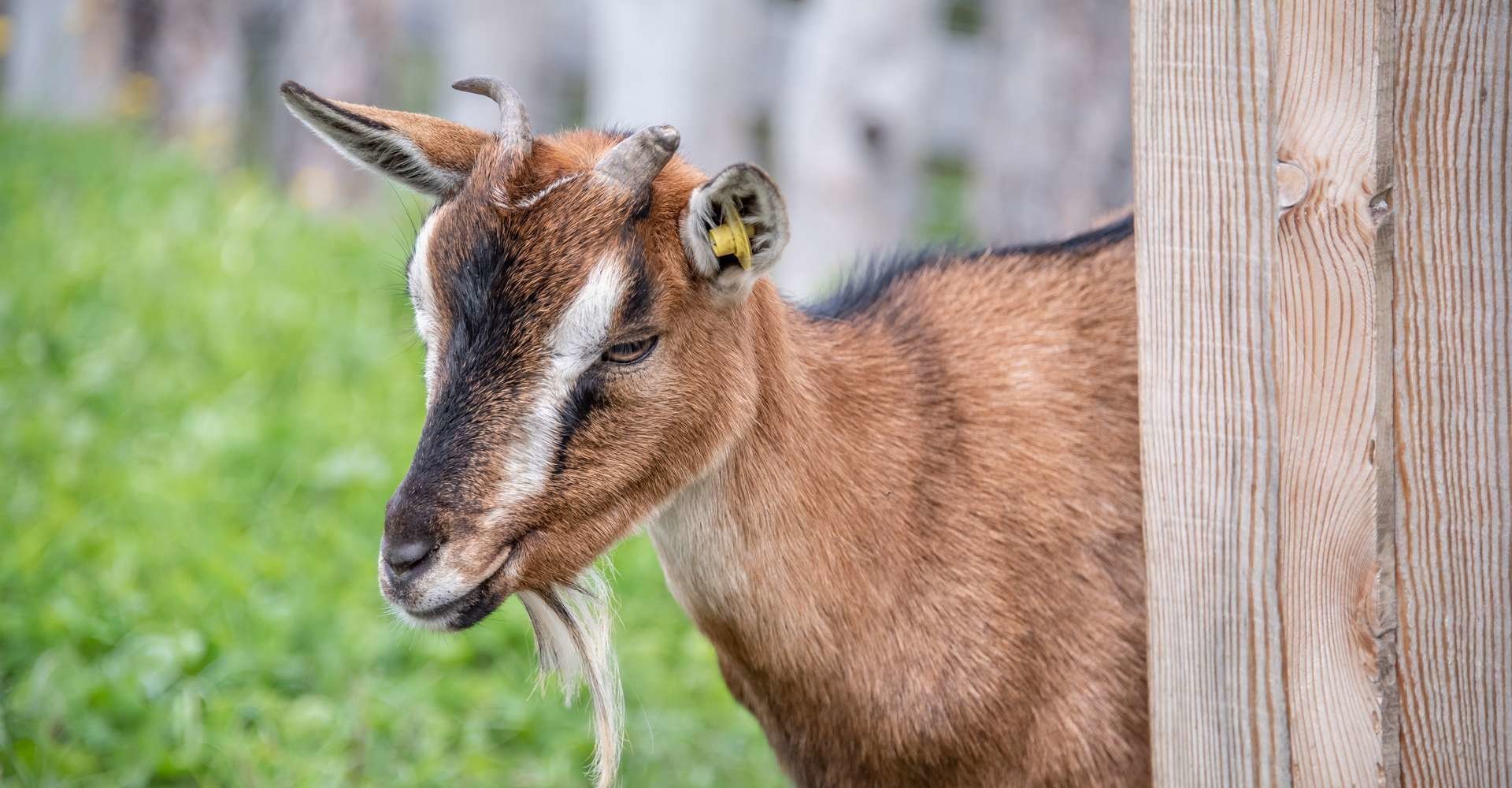 tiere-am-bauernhof 