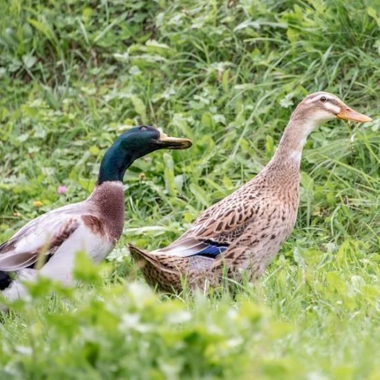 tiere-am-bauernhof (4)