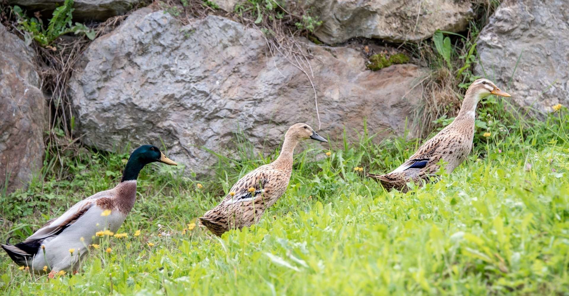 tiere-am-bauernhof 