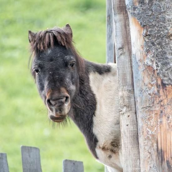 tiere-am-bauernhof (7)